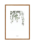 Eucalyptus II Art Print-PRINT-Olive et Oriel-Olive et Oriel-50x70 cm | 19.6" x 27.5"-Walnut-With White Border-Buy-Australian-Art-Prints-Online-with-Olive-et-Oriel-Your-Artwork-Specialists-Austrailia-Decorate-With-Coastal-Photo-Wall-Art-Prints-From-Our-Beach-House-Artwork-Collection-Fine-Poster-and-Framed-Artwork