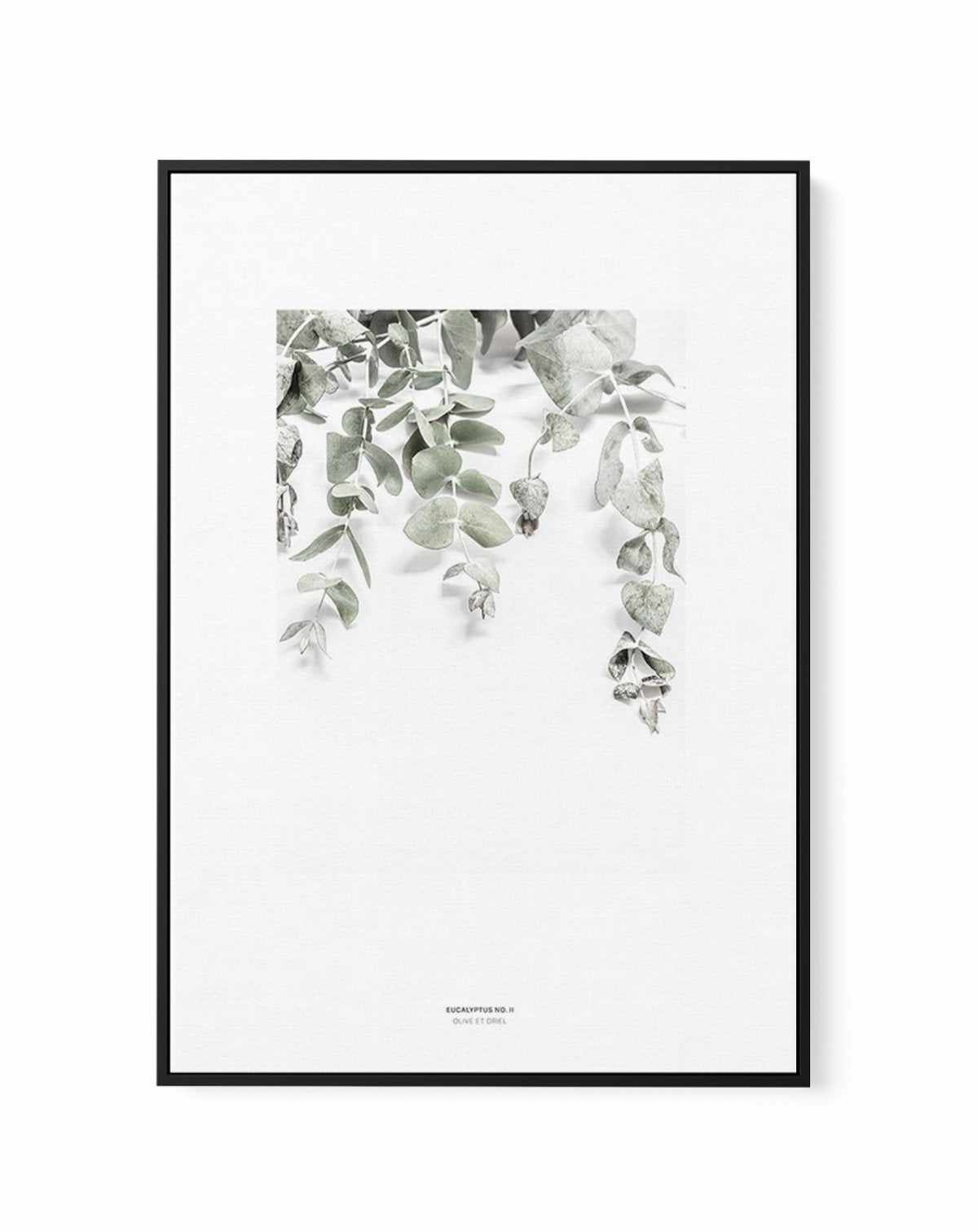 Eucalyptus II | Framed Canvas-CANVAS-You can shop wall art online with Olive et Oriel for everything from abstract art to fun kids wall art. Our beautiful modern art prints and canvas art are available from large canvas prints to wall art paintings and our proudly Australian artwork collection offers only the highest quality framed large wall art and canvas art Australia - You can buy fashion photography prints or Hampton print posters and paintings on canvas from Olive et Oriel and have them de