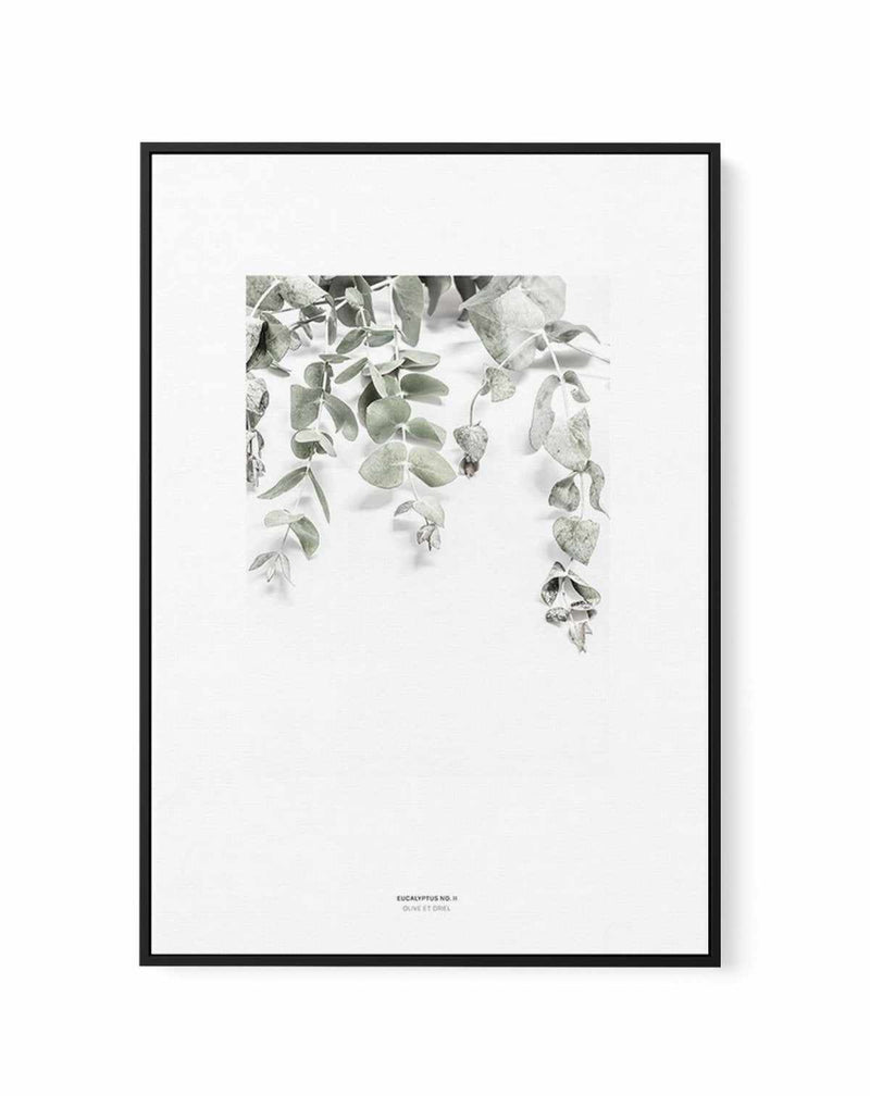 Eucalyptus II | Framed Canvas-CANVAS-You can shop wall art online with Olive et Oriel for everything from abstract art to fun kids wall art. Our beautiful modern art prints and canvas art are available from large canvas prints to wall art paintings and our proudly Australian artwork collection offers only the highest quality framed large wall art and canvas art Australia - You can buy fashion photography prints or Hampton print posters and paintings on canvas from Olive et Oriel and have them de