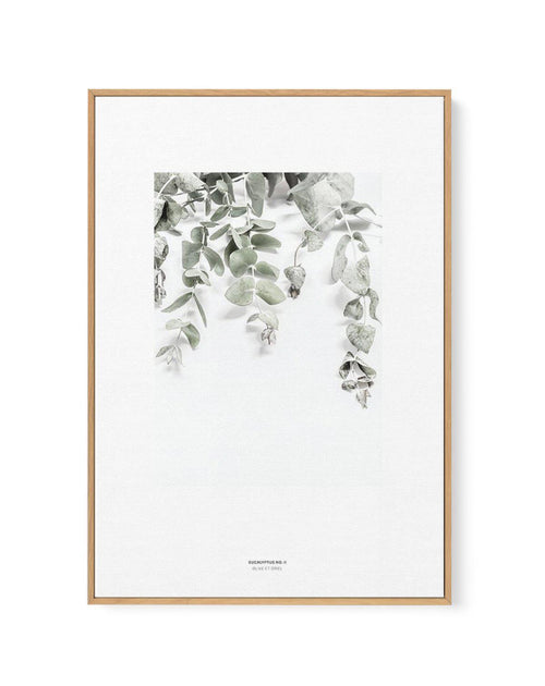 Eucalyptus II | Framed Canvas-CANVAS-You can shop wall art online with Olive et Oriel for everything from abstract art to fun kids wall art. Our beautiful modern art prints and canvas art are available from large canvas prints to wall art paintings and our proudly Australian artwork collection offers only the highest quality framed large wall art and canvas art Australia - You can buy fashion photography prints or Hampton print posters and paintings on canvas from Olive et Oriel and have them de