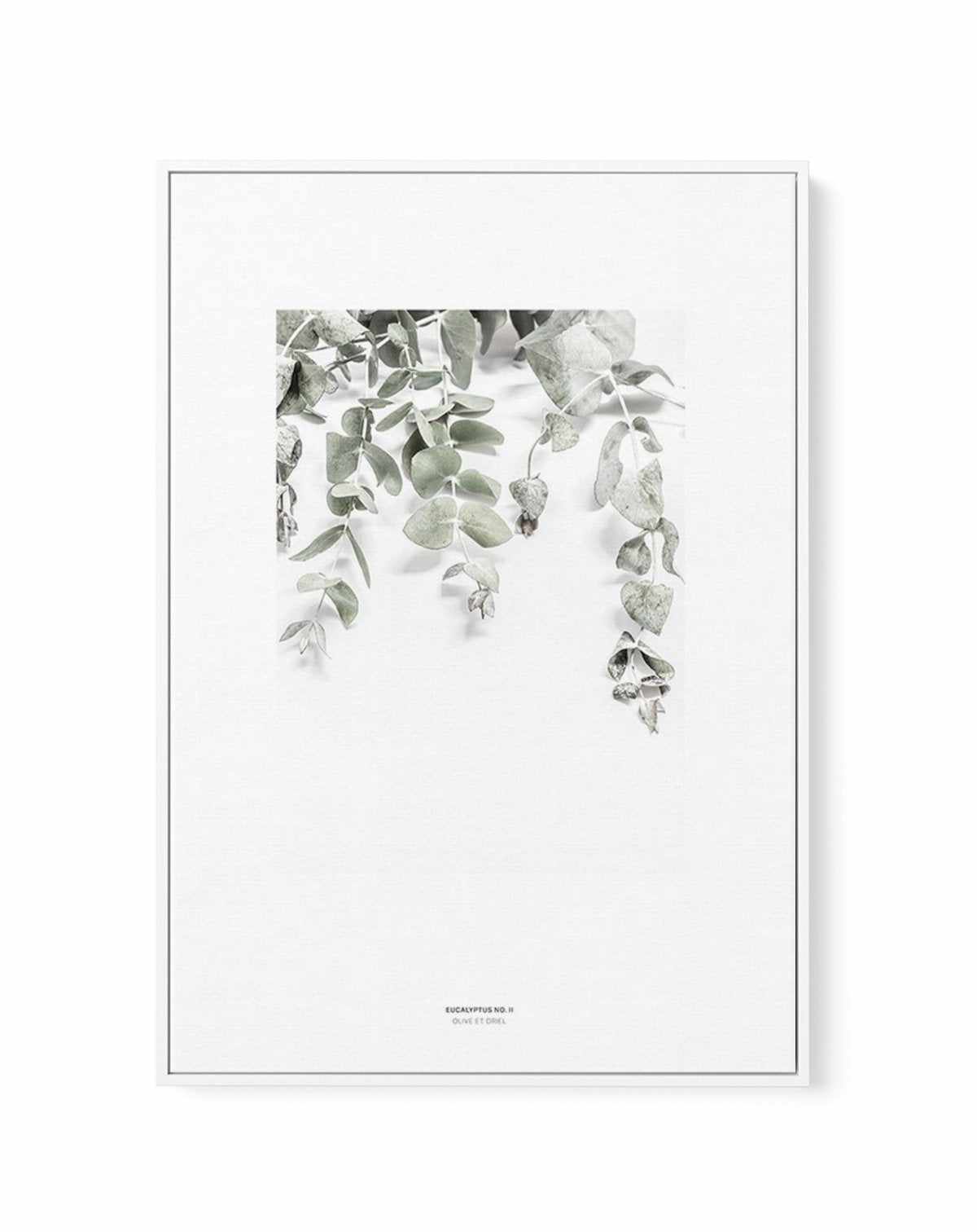 Eucalyptus II | Framed Canvas-CANVAS-You can shop wall art online with Olive et Oriel for everything from abstract art to fun kids wall art. Our beautiful modern art prints and canvas art are available from large canvas prints to wall art paintings and our proudly Australian artwork collection offers only the highest quality framed large wall art and canvas art Australia - You can buy fashion photography prints or Hampton print posters and paintings on canvas from Olive et Oriel and have them de