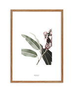 Eucalyptus III Art Print-PRINT-Olive et Oriel-Olive et Oriel-50x70 cm | 19.6" x 27.5"-Walnut-With White Border-Buy-Australian-Art-Prints-Online-with-Olive-et-Oriel-Your-Artwork-Specialists-Austrailia-Decorate-With-Coastal-Photo-Wall-Art-Prints-From-Our-Beach-House-Artwork-Collection-Fine-Poster-and-Framed-Artwork