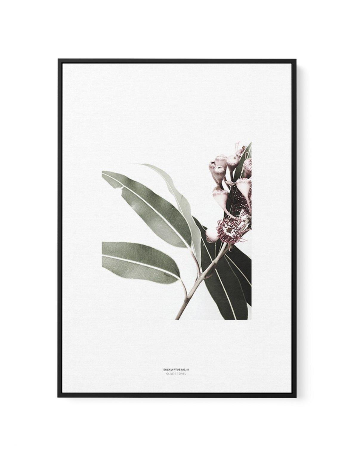 Eucalyptus III | Framed Canvas-CANVAS-You can shop wall art online with Olive et Oriel for everything from abstract art to fun kids wall art. Our beautiful modern art prints and canvas art are available from large canvas prints to wall art paintings and our proudly Australian artwork collection offers only the highest quality framed large wall art and canvas art Australia - You can buy fashion photography prints or Hampton print posters and paintings on canvas from Olive et Oriel and have them d