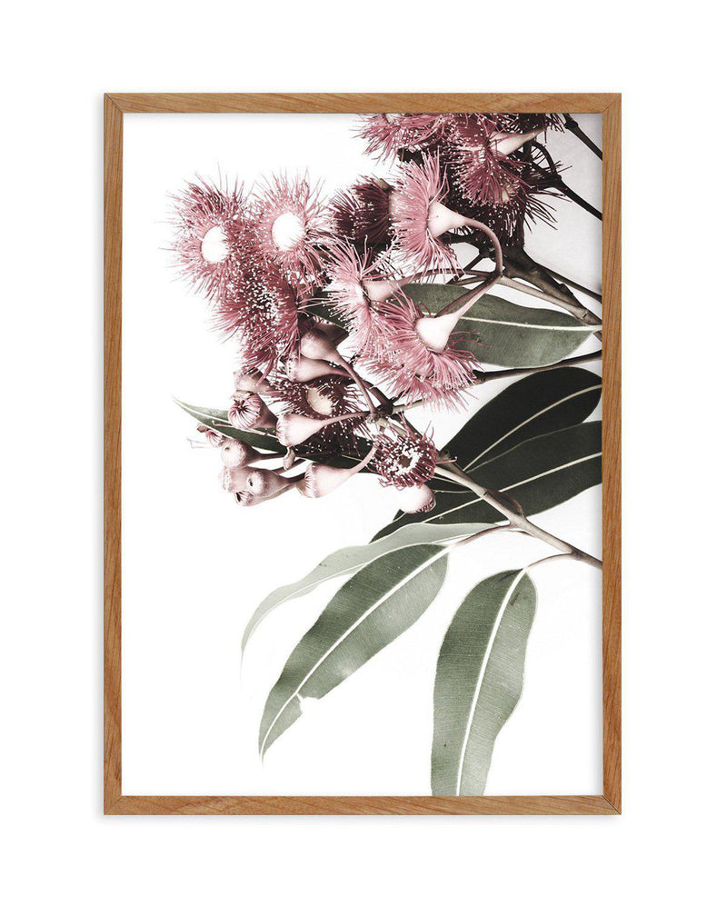 Eucalyptus in Bloom Art Print-PRINT-Olive et Oriel-Olive et Oriel-50x70 cm | 19.6" x 27.5"-Walnut-With White Border-Buy-Australian-Art-Prints-Online-with-Olive-et-Oriel-Your-Artwork-Specialists-Austrailia-Decorate-With-Coastal-Photo-Wall-Art-Prints-From-Our-Beach-House-Artwork-Collection-Fine-Poster-and-Framed-Artwork