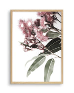 Eucalyptus in Bloom Art Print-PRINT-Olive et Oriel-Olive et Oriel-A4 | 8.3" x 11.7" | 21 x 29.7cm-Oak-With White Border-Buy-Australian-Art-Prints-Online-with-Olive-et-Oriel-Your-Artwork-Specialists-Austrailia-Decorate-With-Coastal-Photo-Wall-Art-Prints-From-Our-Beach-House-Artwork-Collection-Fine-Poster-and-Framed-Artwork