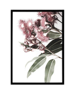 Eucalyptus in Bloom Art Print-PRINT-Olive et Oriel-Olive et Oriel-A4 | 8.3" x 11.7" | 21 x 29.7cm-Black-With White Border-Buy-Australian-Art-Prints-Online-with-Olive-et-Oriel-Your-Artwork-Specialists-Austrailia-Decorate-With-Coastal-Photo-Wall-Art-Prints-From-Our-Beach-House-Artwork-Collection-Fine-Poster-and-Framed-Artwork