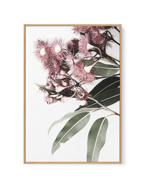 Eucalyptus in Bloom | Framed Canvas-CANVAS-You can shop wall art online with Olive et Oriel for everything from abstract art to fun kids wall art. Our beautiful modern art prints and canvas art are available from large canvas prints to wall art paintings and our proudly Australian artwork collection offers only the highest quality framed large wall art and canvas art Australia - You can buy fashion photography prints or Hampton print posters and paintings on canvas from Olive et Oriel and have t