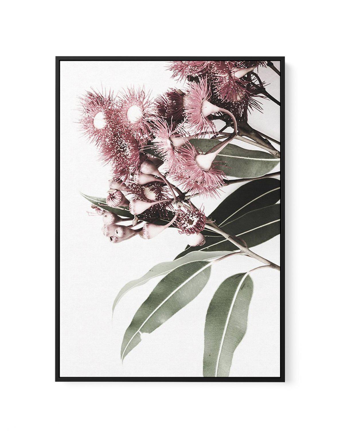 Eucalyptus in Bloom | Framed Canvas-CANVAS-You can shop wall art online with Olive et Oriel for everything from abstract art to fun kids wall art. Our beautiful modern art prints and canvas art are available from large canvas prints to wall art paintings and our proudly Australian artwork collection offers only the highest quality framed large wall art and canvas art Australia - You can buy fashion photography prints or Hampton print posters and paintings on canvas from Olive et Oriel and have t