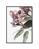 Eucalyptus in Bloom | Framed Canvas-CANVAS-You can shop wall art online with Olive et Oriel for everything from abstract art to fun kids wall art. Our beautiful modern art prints and canvas art are available from large canvas prints to wall art paintings and our proudly Australian artwork collection offers only the highest quality framed large wall art and canvas art Australia - You can buy fashion photography prints or Hampton print posters and paintings on canvas from Olive et Oriel and have t