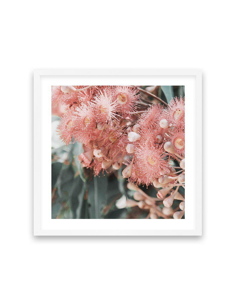 Eucalyptus In Bloom II | SQ Art Print-PRINT-Olive et Oriel-Olive et Oriel-70x70 cm | 27.5" x 27.5"-White-With White Border-Buy-Australian-Art-Prints-Online-with-Olive-et-Oriel-Your-Artwork-Specialists-Austrailia-Decorate-With-Coastal-Photo-Wall-Art-Prints-From-Our-Beach-House-Artwork-Collection-Fine-Poster-and-Framed-Artwork