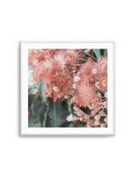 Eucalyptus In Bloom II | SQ Art Print-PRINT-Olive et Oriel-Olive et Oriel-Buy-Australian-Art-Prints-Online-with-Olive-et-Oriel-Your-Artwork-Specialists-Austrailia-Decorate-With-Coastal-Photo-Wall-Art-Prints-From-Our-Beach-House-Artwork-Collection-Fine-Poster-and-Framed-Artwork