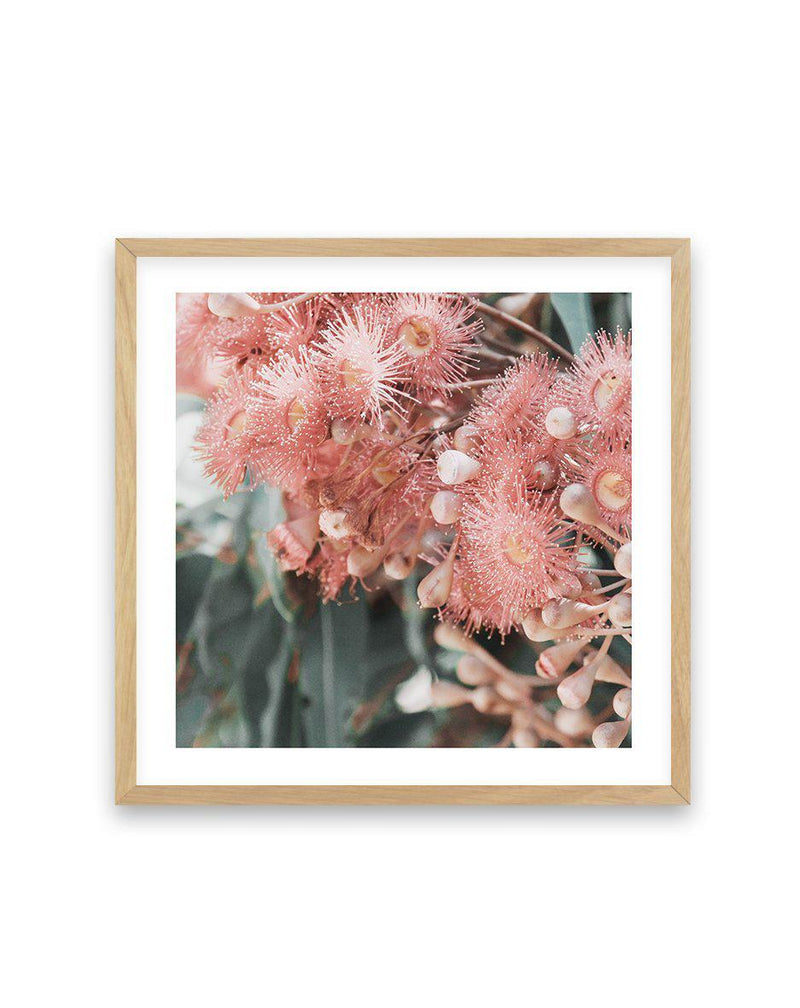 Eucalyptus In Bloom II | SQ Art Print-PRINT-Olive et Oriel-Olive et Oriel-70x70 cm | 27.5" x 27.5"-Oak-With White Border-Buy-Australian-Art-Prints-Online-with-Olive-et-Oriel-Your-Artwork-Specialists-Austrailia-Decorate-With-Coastal-Photo-Wall-Art-Prints-From-Our-Beach-House-Artwork-Collection-Fine-Poster-and-Framed-Artwork