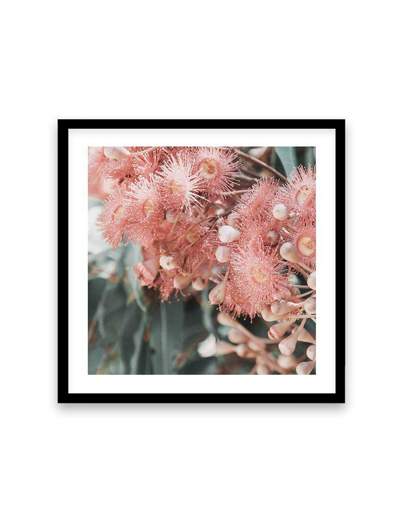 Eucalyptus In Bloom II | SQ Art Print-PRINT-Olive et Oriel-Olive et Oriel-70x70 cm | 27.5" x 27.5"-Black-With White Border-Buy-Australian-Art-Prints-Online-with-Olive-et-Oriel-Your-Artwork-Specialists-Austrailia-Decorate-With-Coastal-Photo-Wall-Art-Prints-From-Our-Beach-House-Artwork-Collection-Fine-Poster-and-Framed-Artwork