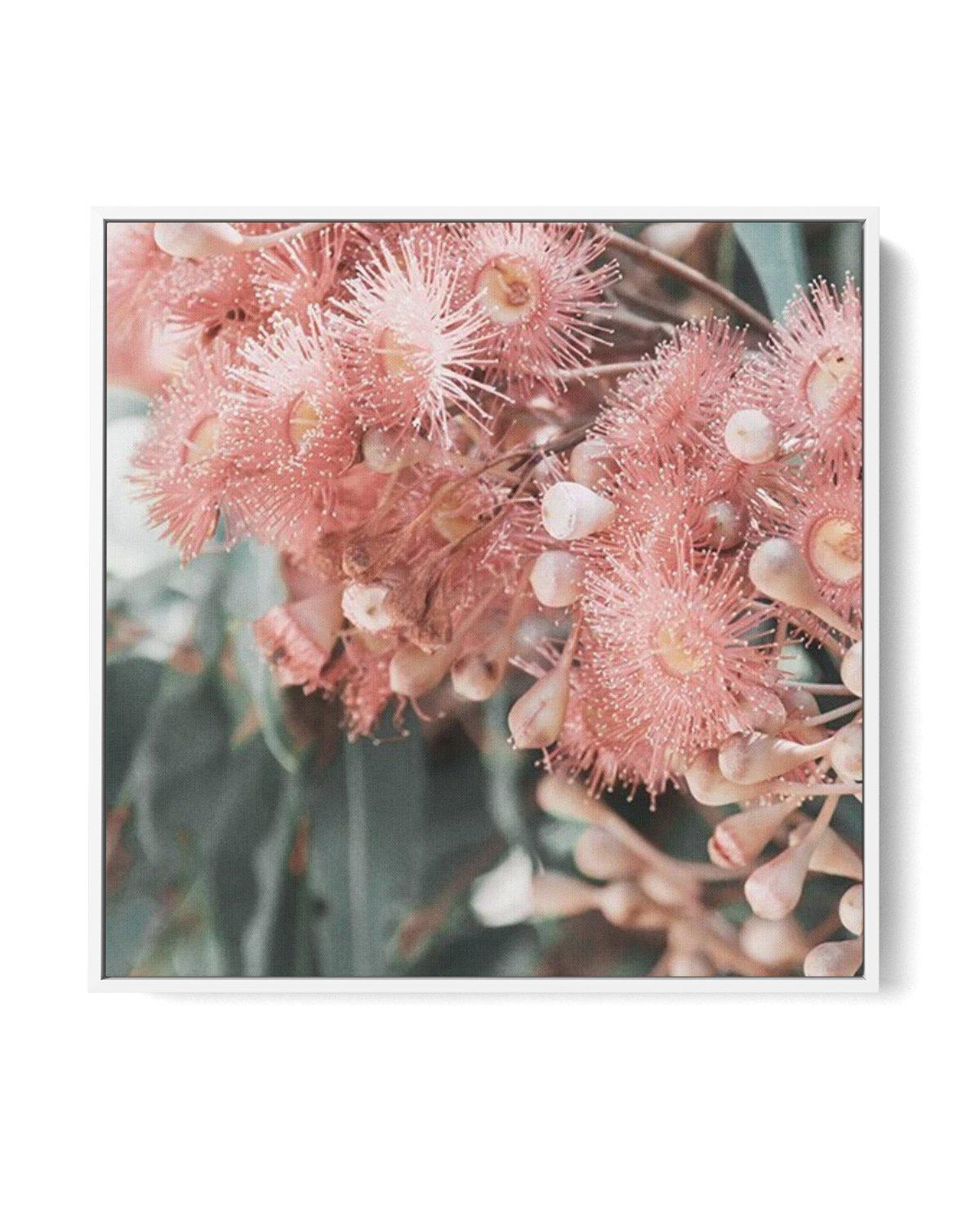 Eucalyptus In Bloom II SQ | Framed Canvas-CANVAS-You can shop wall art online with Olive et Oriel for everything from abstract art to fun kids wall art. Our beautiful modern art prints and canvas art are available from large canvas prints to wall art paintings and our proudly Australian artwork collection offers only the highest quality framed large wall art and canvas art Australia - You can buy fashion photography prints or Hampton print posters and paintings on canvas from Olive et Oriel and 