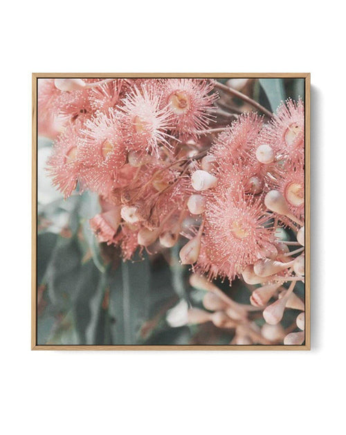 Eucalyptus In Bloom II SQ | Framed Canvas-CANVAS-You can shop wall art online with Olive et Oriel for everything from abstract art to fun kids wall art. Our beautiful modern art prints and canvas art are available from large canvas prints to wall art paintings and our proudly Australian artwork collection offers only the highest quality framed large wall art and canvas art Australia - You can buy fashion photography prints or Hampton print posters and paintings on canvas from Olive et Oriel and 