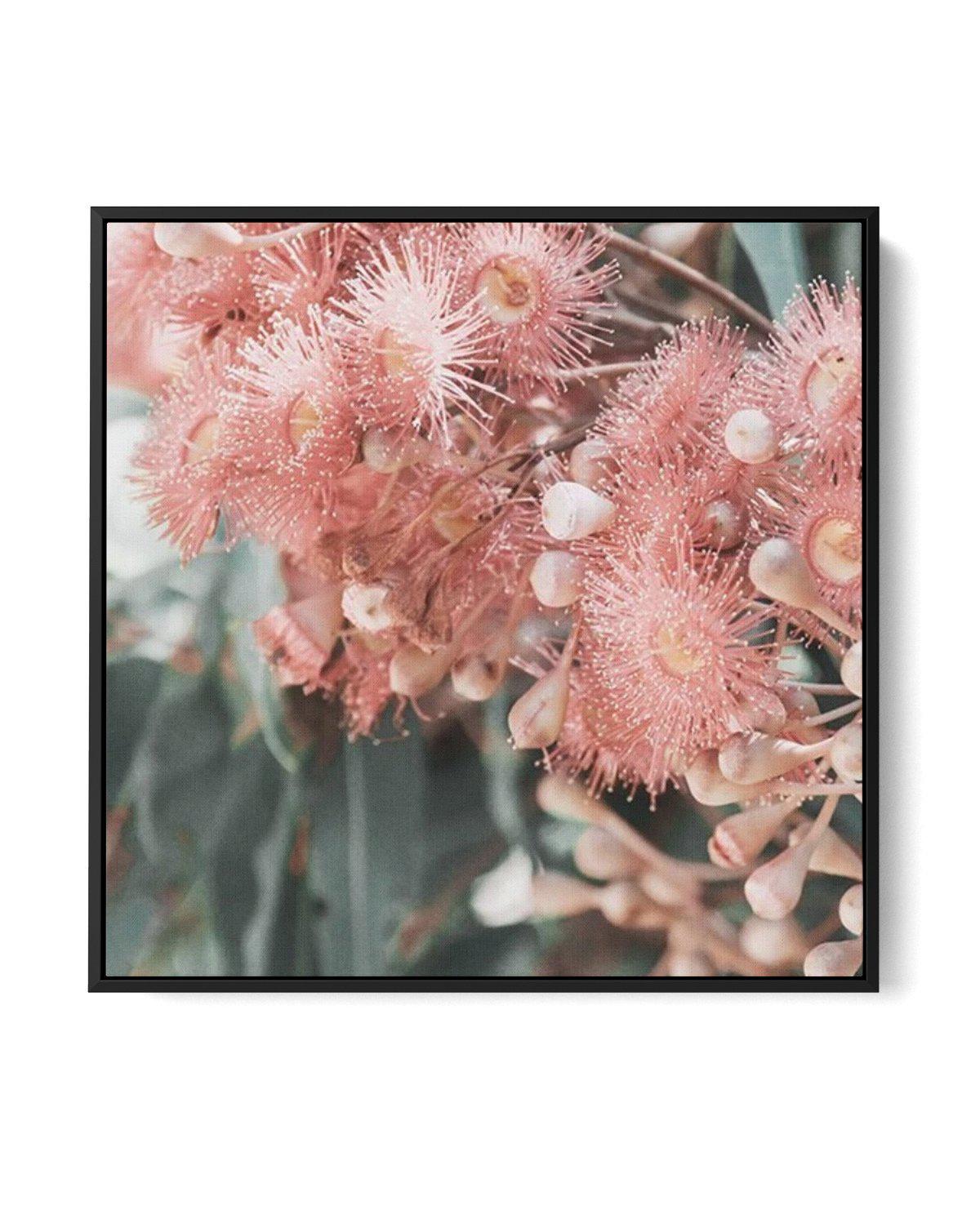 Eucalyptus In Bloom II SQ | Framed Canvas-CANVAS-You can shop wall art online with Olive et Oriel for everything from abstract art to fun kids wall art. Our beautiful modern art prints and canvas art are available from large canvas prints to wall art paintings and our proudly Australian artwork collection offers only the highest quality framed large wall art and canvas art Australia - You can buy fashion photography prints or Hampton print posters and paintings on canvas from Olive et Oriel and 