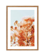 Eucalyptus In Bloom III | PT Art Print-PRINT-Olive et Oriel-Olive et Oriel-50x70 cm | 19.6" x 27.5"-Walnut-With White Border-Buy-Australian-Art-Prints-Online-with-Olive-et-Oriel-Your-Artwork-Specialists-Austrailia-Decorate-With-Coastal-Photo-Wall-Art-Prints-From-Our-Beach-House-Artwork-Collection-Fine-Poster-and-Framed-Artwork