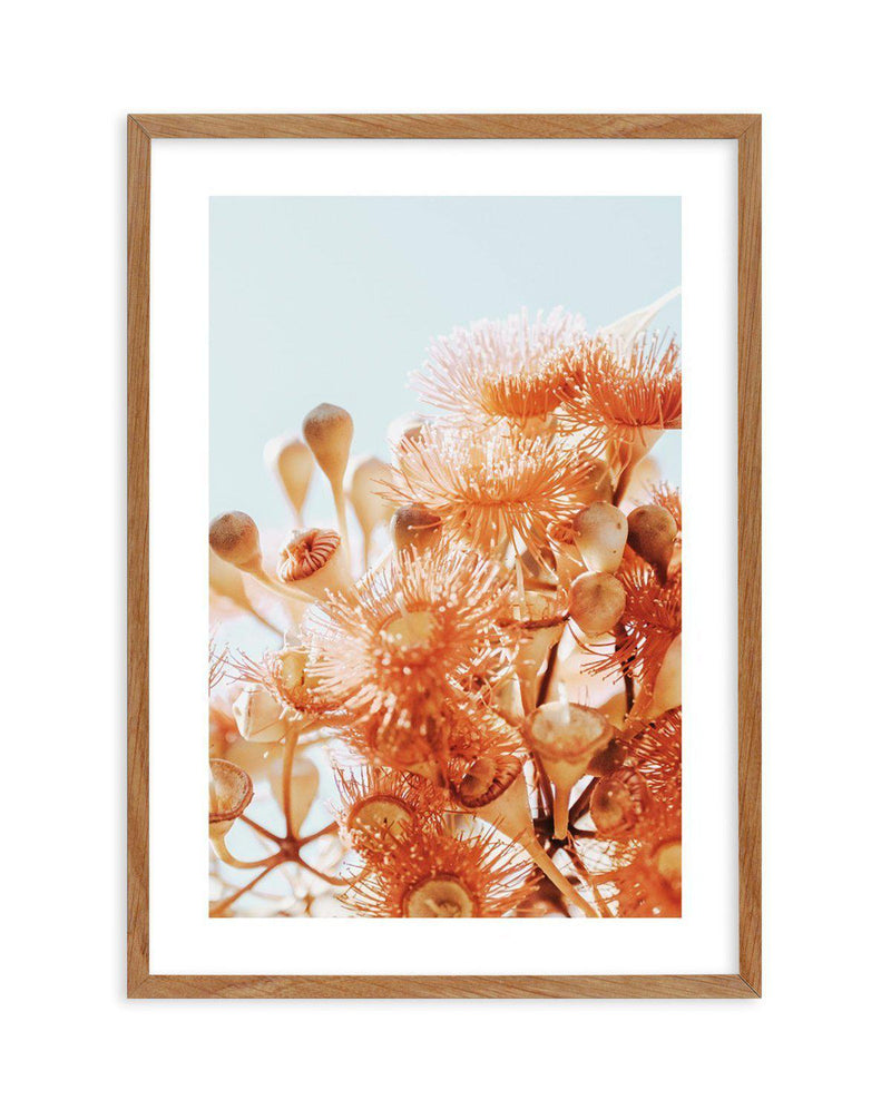 Eucalyptus In Bloom III | PT Art Print-PRINT-Olive et Oriel-Olive et Oriel-50x70 cm | 19.6" x 27.5"-Walnut-With White Border-Buy-Australian-Art-Prints-Online-with-Olive-et-Oriel-Your-Artwork-Specialists-Austrailia-Decorate-With-Coastal-Photo-Wall-Art-Prints-From-Our-Beach-House-Artwork-Collection-Fine-Poster-and-Framed-Artwork