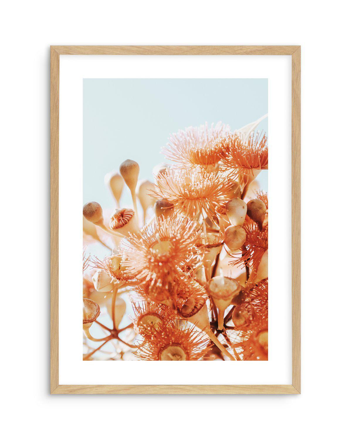 Eucalyptus In Bloom III | PT Art Print-PRINT-Olive et Oriel-Olive et Oriel-A5 | 5.8" x 8.3" | 14.8 x 21cm-Oak-With White Border-Buy-Australian-Art-Prints-Online-with-Olive-et-Oriel-Your-Artwork-Specialists-Austrailia-Decorate-With-Coastal-Photo-Wall-Art-Prints-From-Our-Beach-House-Artwork-Collection-Fine-Poster-and-Framed-Artwork