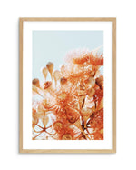 Eucalyptus In Bloom III | PT Art Print-PRINT-Olive et Oriel-Olive et Oriel-A5 | 5.8" x 8.3" | 14.8 x 21cm-Oak-With White Border-Buy-Australian-Art-Prints-Online-with-Olive-et-Oriel-Your-Artwork-Specialists-Austrailia-Decorate-With-Coastal-Photo-Wall-Art-Prints-From-Our-Beach-House-Artwork-Collection-Fine-Poster-and-Framed-Artwork