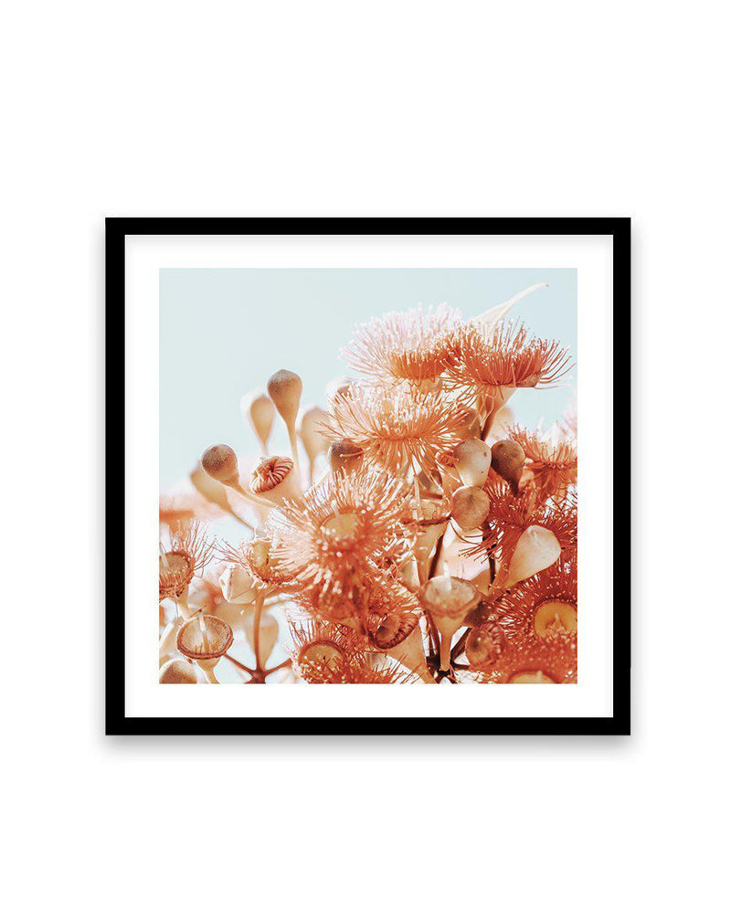 Eucalyptus In Bloom III | SQ Art Print-PRINT-Olive et Oriel-Olive et Oriel-70x70 cm | 27.5" x 27.5"-Black-With White Border-Buy-Australian-Art-Prints-Online-with-Olive-et-Oriel-Your-Artwork-Specialists-Austrailia-Decorate-With-Coastal-Photo-Wall-Art-Prints-From-Our-Beach-House-Artwork-Collection-Fine-Poster-and-Framed-Artwork