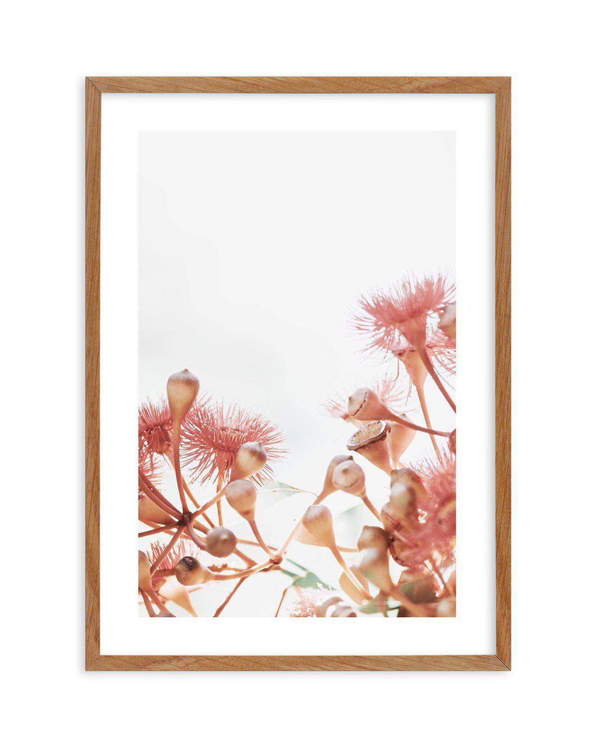 Eucalyptus in Bloom IV | PT Art Print-PRINT-Olive et Oriel-Olive et Oriel-50x70 cm | 19.6" x 27.5"-Walnut-With White Border-Buy-Australian-Art-Prints-Online-with-Olive-et-Oriel-Your-Artwork-Specialists-Austrailia-Decorate-With-Coastal-Photo-Wall-Art-Prints-From-Our-Beach-House-Artwork-Collection-Fine-Poster-and-Framed-Artwork