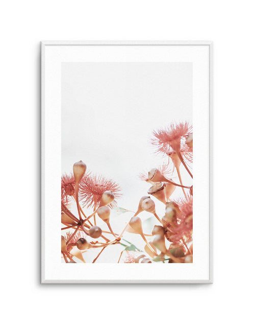 Eucalyptus in Bloom IV | PT Art Print-PRINT-Olive et Oriel-Olive et Oriel-A5 | 5.8" x 8.3" | 14.8 x 21cm-Unframed Art Print-With White Border-Buy-Australian-Art-Prints-Online-with-Olive-et-Oriel-Your-Artwork-Specialists-Austrailia-Decorate-With-Coastal-Photo-Wall-Art-Prints-From-Our-Beach-House-Artwork-Collection-Fine-Poster-and-Framed-Artwork
