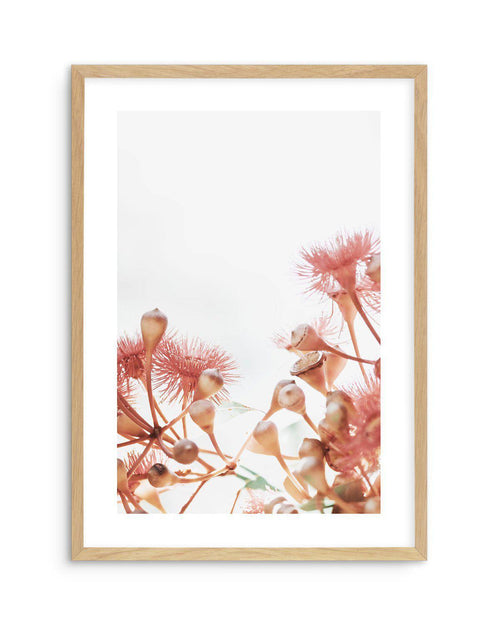 Eucalyptus in Bloom IV | PT Art Print-PRINT-Olive et Oriel-Olive et Oriel-A5 | 5.8" x 8.3" | 14.8 x 21cm-Oak-With White Border-Buy-Australian-Art-Prints-Online-with-Olive-et-Oriel-Your-Artwork-Specialists-Austrailia-Decorate-With-Coastal-Photo-Wall-Art-Prints-From-Our-Beach-House-Artwork-Collection-Fine-Poster-and-Framed-Artwork