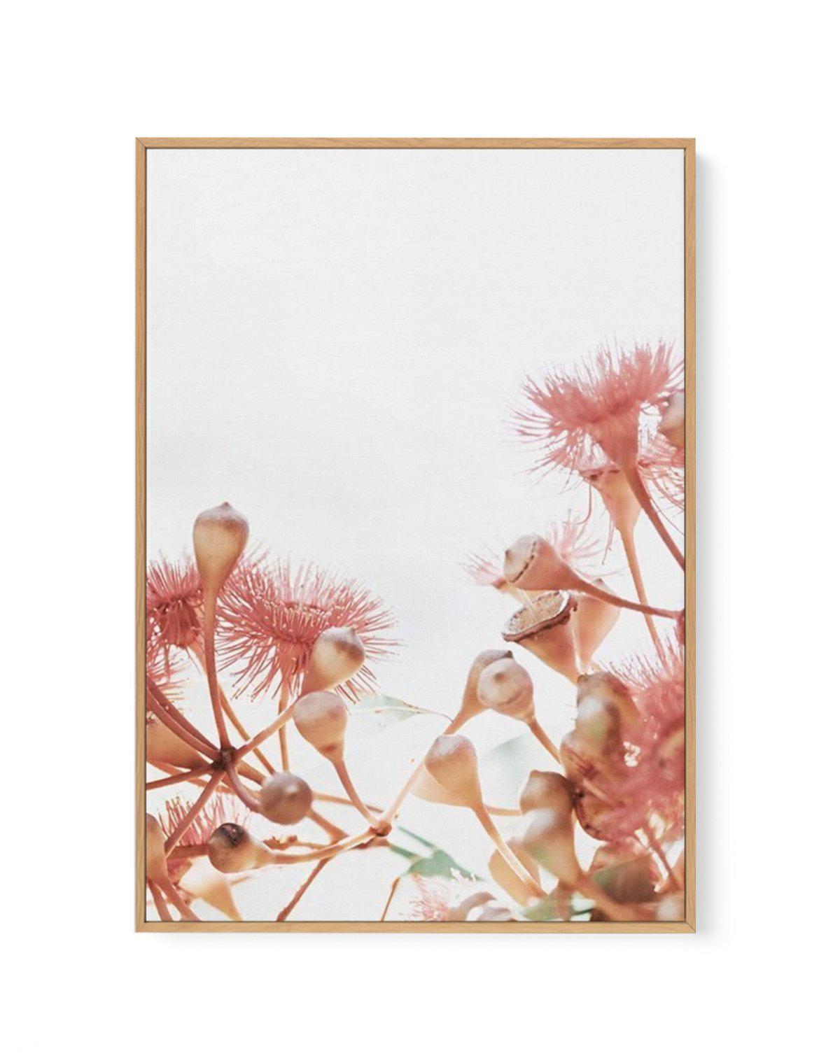 Eucalyptus in Bloom IV | PT | Framed Canvas-CANVAS-You can shop wall art online with Olive et Oriel for everything from abstract art to fun kids wall art. Our beautiful modern art prints and canvas art are available from large canvas prints to wall art paintings and our proudly Australian artwork collection offers only the highest quality framed large wall art and canvas art Australia - You can buy fashion photography prints or Hampton print posters and paintings on canvas from Olive et Oriel an