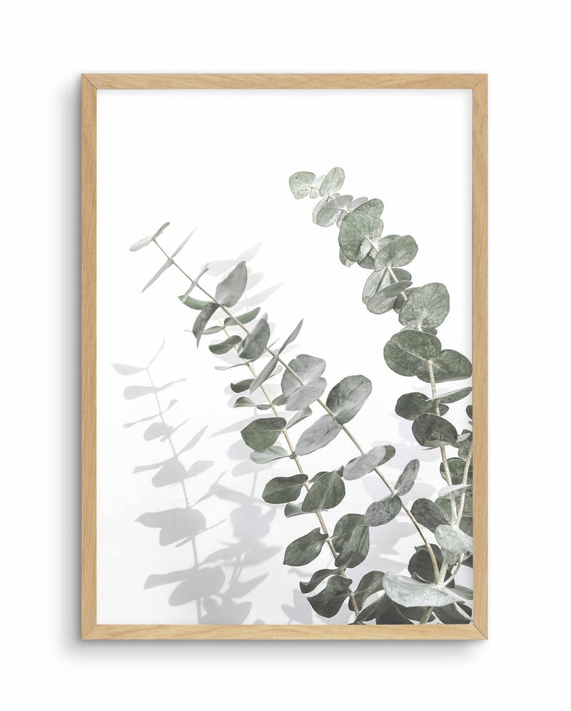 Eucalyptus IV Art Print-PRINT-Olive et Oriel-Olive et Oriel-A4 | 8.3" x 11.7" | 21 x 29.7cm-Oak-With White Border-Buy-Australian-Art-Prints-Online-with-Olive-et-Oriel-Your-Artwork-Specialists-Austrailia-Decorate-With-Coastal-Photo-Wall-Art-Prints-From-Our-Beach-House-Artwork-Collection-Fine-Poster-and-Framed-Artwork
