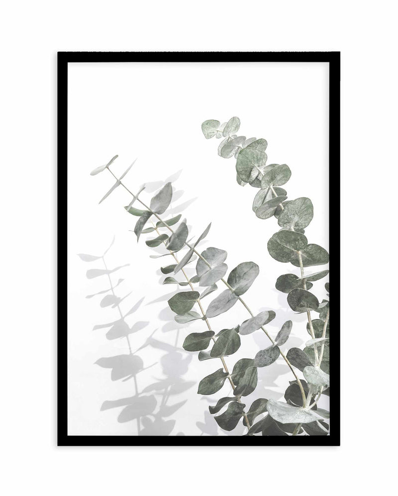 Eucalyptus IV Art Print-PRINT-Olive et Oriel-Olive et Oriel-A4 | 8.3" x 11.7" | 21 x 29.7cm-Black-With White Border-Buy-Australian-Art-Prints-Online-with-Olive-et-Oriel-Your-Artwork-Specialists-Austrailia-Decorate-With-Coastal-Photo-Wall-Art-Prints-From-Our-Beach-House-Artwork-Collection-Fine-Poster-and-Framed-Artwork