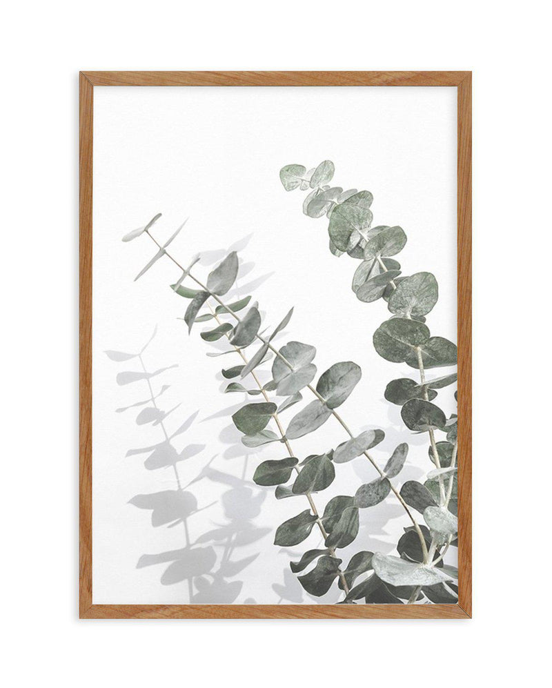 Eucalyptus IV Art Print-PRINT-Olive et Oriel-Olive et Oriel-50x70 cm | 19.6" x 27.5"-Walnut-With White Border-Buy-Australian-Art-Prints-Online-with-Olive-et-Oriel-Your-Artwork-Specialists-Austrailia-Decorate-With-Coastal-Photo-Wall-Art-Prints-From-Our-Beach-House-Artwork-Collection-Fine-Poster-and-Framed-Artwork