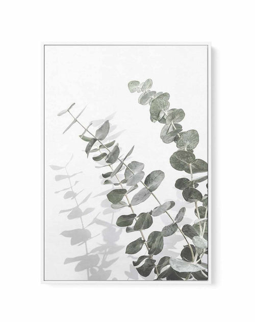 Eucalyptus IV | Framed Canvas-CANVAS-You can shop wall art online with Olive et Oriel for everything from abstract art to fun kids wall art. Our beautiful modern art prints and canvas art are available from large canvas prints to wall art paintings and our proudly Australian artwork collection offers only the highest quality framed large wall art and canvas art Australia - You can buy fashion photography prints or Hampton print posters and paintings on canvas from Olive et Oriel and have them de