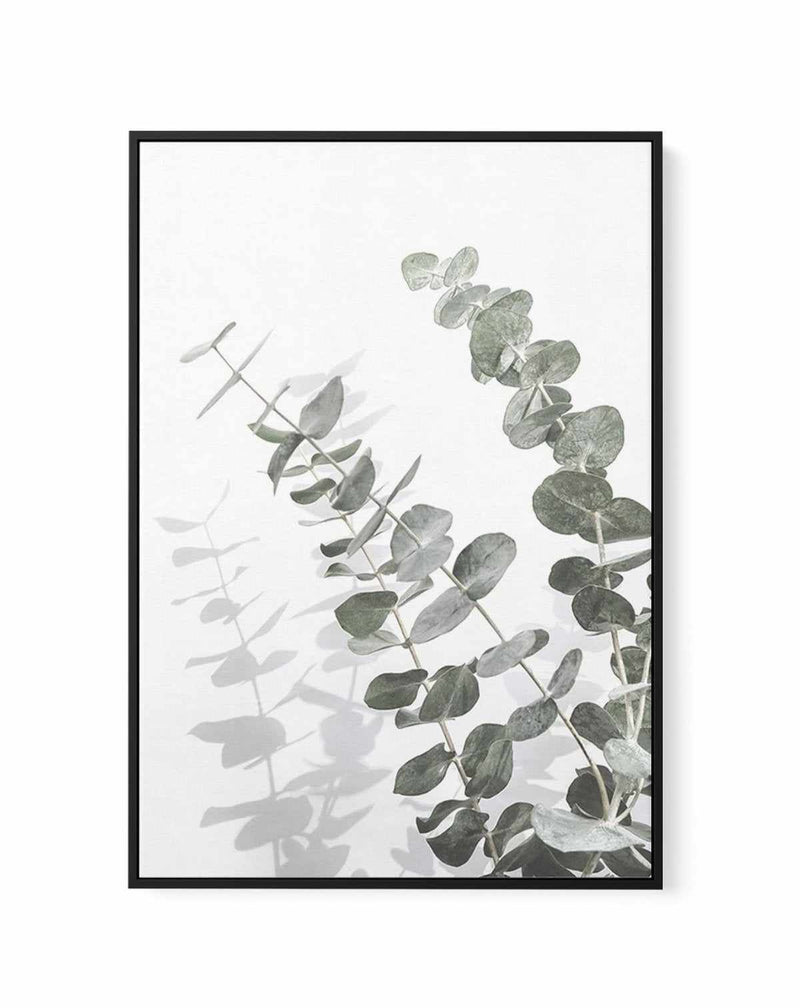 Eucalyptus IV | Framed Canvas-CANVAS-You can shop wall art online with Olive et Oriel for everything from abstract art to fun kids wall art. Our beautiful modern art prints and canvas art are available from large canvas prints to wall art paintings and our proudly Australian artwork collection offers only the highest quality framed large wall art and canvas art Australia - You can buy fashion photography prints or Hampton print posters and paintings on canvas from Olive et Oriel and have them de