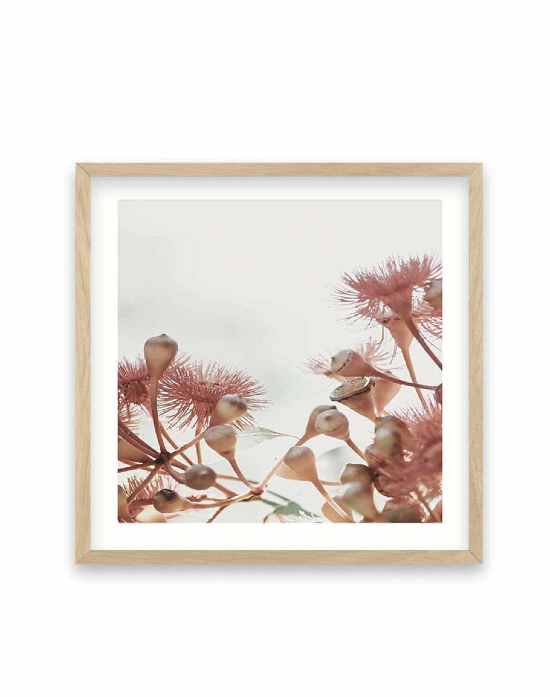 Eucalyptus IV | SQ Art Print-PRINT-Olive et Oriel-Olive et Oriel-70x70 cm | 27.5" x 27.5"-Oak-With White Border-Buy-Australian-Art-Prints-Online-with-Olive-et-Oriel-Your-Artwork-Specialists-Austrailia-Decorate-With-Coastal-Photo-Wall-Art-Prints-From-Our-Beach-House-Artwork-Collection-Fine-Poster-and-Framed-Artwork