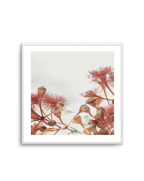 Eucalyptus IV | SQ Art Print-PRINT-Olive et Oriel-Olive et Oriel-Buy-Australian-Art-Prints-Online-with-Olive-et-Oriel-Your-Artwork-Specialists-Austrailia-Decorate-With-Coastal-Photo-Wall-Art-Prints-From-Our-Beach-House-Artwork-Collection-Fine-Poster-and-Framed-Artwork