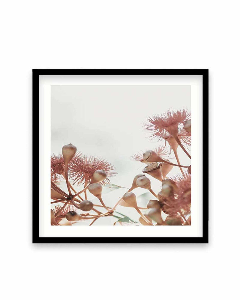 Eucalyptus IV | SQ Art Print-PRINT-Olive et Oriel-Olive et Oriel-70x70 cm | 27.5" x 27.5"-Black-With White Border-Buy-Australian-Art-Prints-Online-with-Olive-et-Oriel-Your-Artwork-Specialists-Austrailia-Decorate-With-Coastal-Photo-Wall-Art-Prints-From-Our-Beach-House-Artwork-Collection-Fine-Poster-and-Framed-Artwork