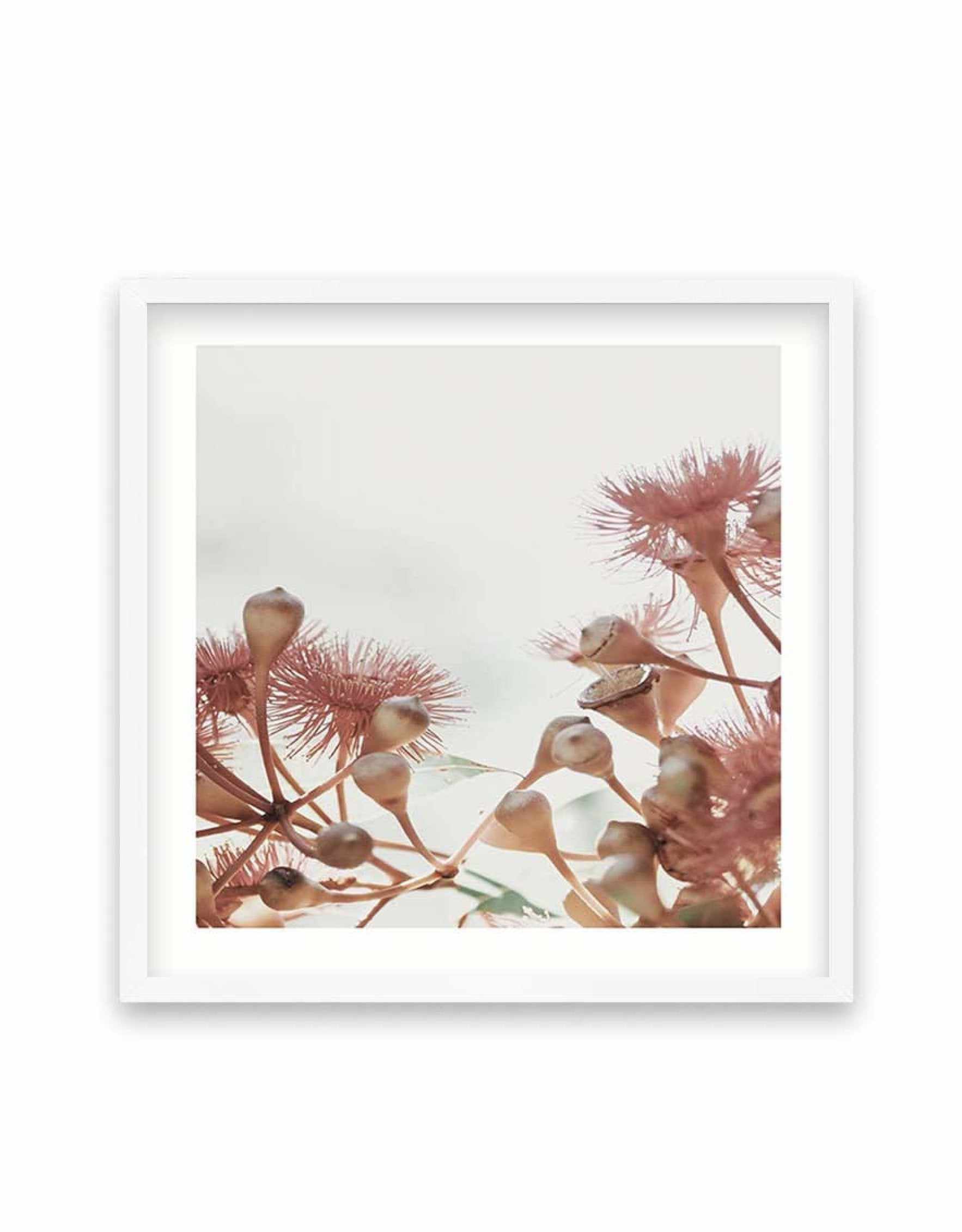 Eucalyptus IV | SQ Art Print-PRINT-Olive et Oriel-Olive et Oriel-70x70 cm | 27.5" x 27.5"-White-With White Border-Buy-Australian-Art-Prints-Online-with-Olive-et-Oriel-Your-Artwork-Specialists-Austrailia-Decorate-With-Coastal-Photo-Wall-Art-Prints-From-Our-Beach-House-Artwork-Collection-Fine-Poster-and-Framed-Artwork