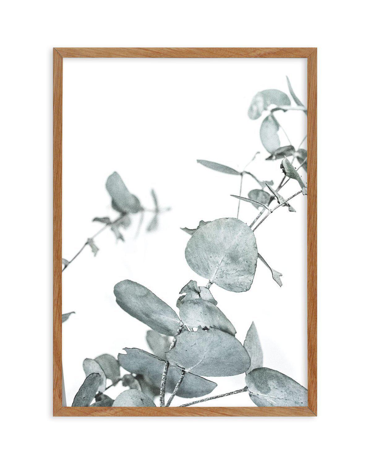 Eucalyptus Leaves I Art Print-PRINT-Olive et Oriel-Olive et Oriel-50x70 cm | 19.6" x 27.5"-Walnut-With White Border-Buy-Australian-Art-Prints-Online-with-Olive-et-Oriel-Your-Artwork-Specialists-Austrailia-Decorate-With-Coastal-Photo-Wall-Art-Prints-From-Our-Beach-House-Artwork-Collection-Fine-Poster-and-Framed-Artwork