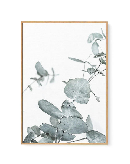 Eucalyptus Leaves I | Framed Canvas-CANVAS-You can shop wall art online with Olive et Oriel for everything from abstract art to fun kids wall art. Our beautiful modern art prints and canvas art are available from large canvas prints to wall art paintings and our proudly Australian artwork collection offers only the highest quality framed large wall art and canvas art Australia - You can buy fashion photography prints or Hampton print posters and paintings on canvas from Olive et Oriel and have t