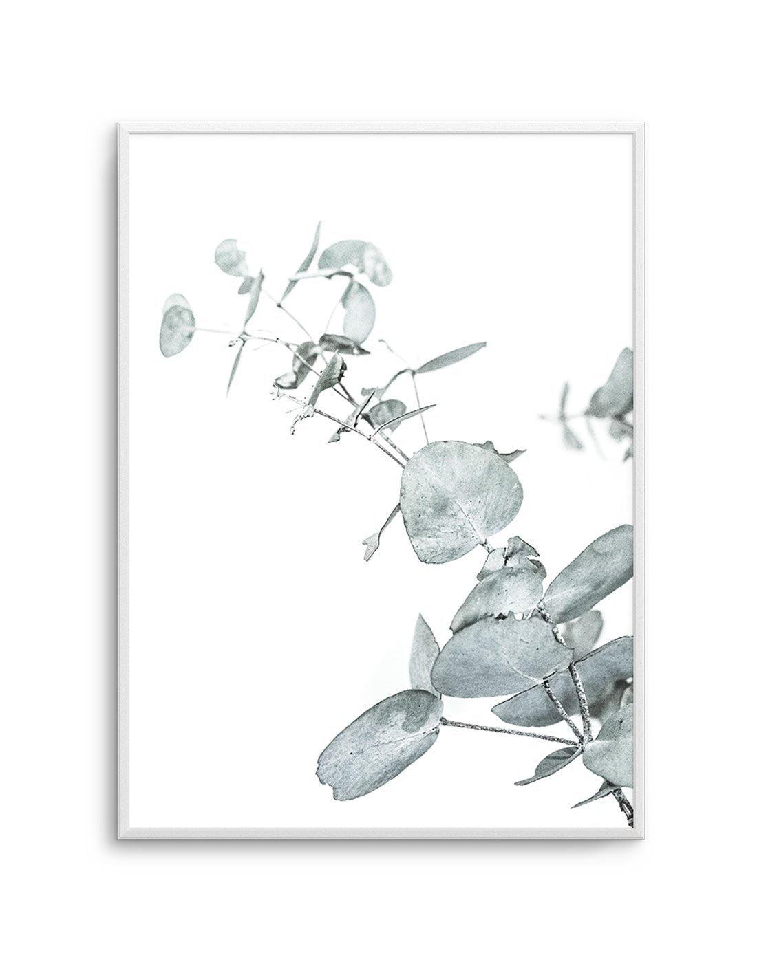 Eucalyptus Leaves II Art Print-PRINT-Olive et Oriel-Olive et Oriel-A4 | 8.3" x 11.7" | 21 x 29.7cm-Unframed Art Print-With White Border-Buy-Australian-Art-Prints-Online-with-Olive-et-Oriel-Your-Artwork-Specialists-Austrailia-Decorate-With-Coastal-Photo-Wall-Art-Prints-From-Our-Beach-House-Artwork-Collection-Fine-Poster-and-Framed-Artwork