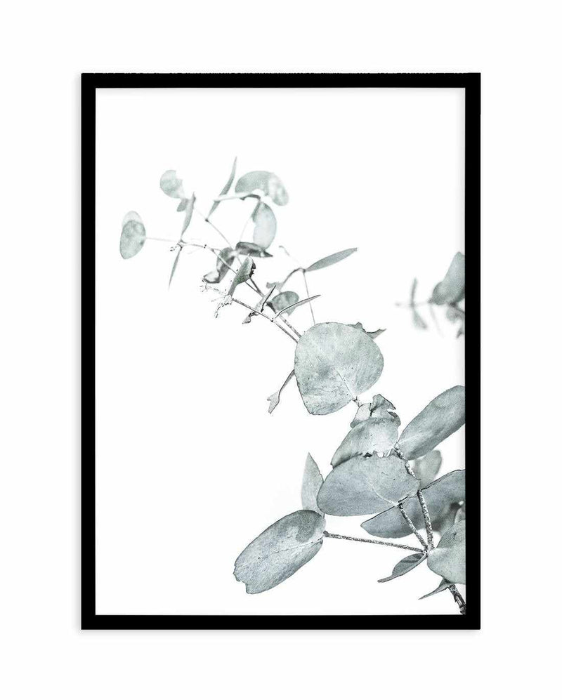 Eucalyptus Leaves II Art Print-PRINT-Olive et Oriel-Olive et Oriel-A4 | 8.3" x 11.7" | 21 x 29.7cm-Black-With White Border-Buy-Australian-Art-Prints-Online-with-Olive-et-Oriel-Your-Artwork-Specialists-Austrailia-Decorate-With-Coastal-Photo-Wall-Art-Prints-From-Our-Beach-House-Artwork-Collection-Fine-Poster-and-Framed-Artwork