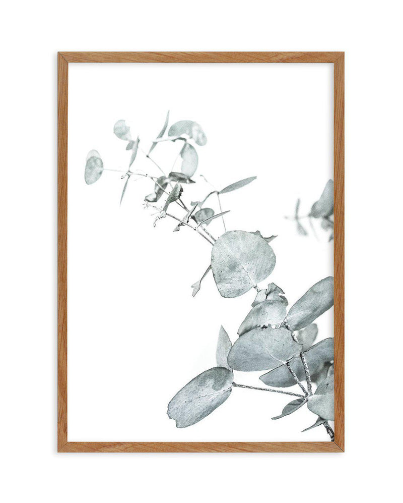 Eucalyptus Leaves II Art Print-PRINT-Olive et Oriel-Olive et Oriel-50x70 cm | 19.6" x 27.5"-Walnut-With White Border-Buy-Australian-Art-Prints-Online-with-Olive-et-Oriel-Your-Artwork-Specialists-Austrailia-Decorate-With-Coastal-Photo-Wall-Art-Prints-From-Our-Beach-House-Artwork-Collection-Fine-Poster-and-Framed-Artwork