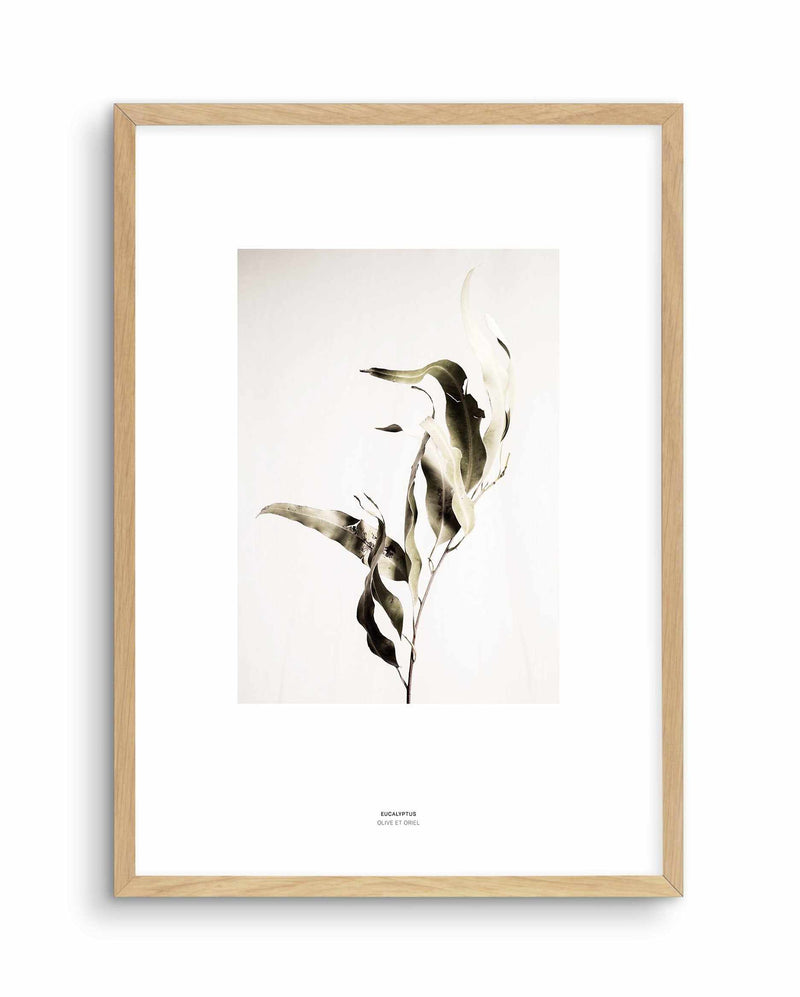 Eucalyptus I Art Print-PRINT-Olive et Oriel-Olive et Oriel-A4 | 8.3" x 11.7" | 21 x 29.7cm-Oak-With White Border-Buy-Australian-Art-Prints-Online-with-Olive-et-Oriel-Your-Artwork-Specialists-Austrailia-Decorate-With-Coastal-Photo-Wall-Art-Prints-From-Our-Beach-House-Artwork-Collection-Fine-Poster-and-Framed-Artwork