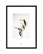 Eucalyptus I Art Print-PRINT-Olive et Oriel-Olive et Oriel-A4 | 8.3" x 11.7" | 21 x 29.7cm-Black-With White Border-Buy-Australian-Art-Prints-Online-with-Olive-et-Oriel-Your-Artwork-Specialists-Austrailia-Decorate-With-Coastal-Photo-Wall-Art-Prints-From-Our-Beach-House-Artwork-Collection-Fine-Poster-and-Framed-Artwork