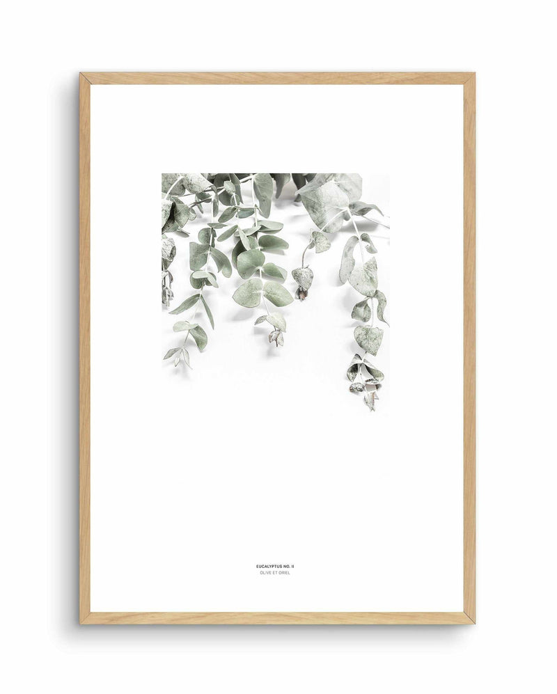Eucalyptus II Art Print-PRINT-Olive et Oriel-Olive et Oriel-A4 | 8.3" x 11.7" | 21 x 29.7cm-Oak-With White Border-Buy-Australian-Art-Prints-Online-with-Olive-et-Oriel-Your-Artwork-Specialists-Austrailia-Decorate-With-Coastal-Photo-Wall-Art-Prints-From-Our-Beach-House-Artwork-Collection-Fine-Poster-and-Framed-Artwork
