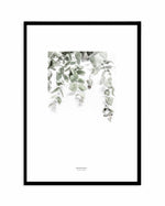 Eucalyptus II Art Print-PRINT-Olive et Oriel-Olive et Oriel-A4 | 8.3" x 11.7" | 21 x 29.7cm-Black-With White Border-Buy-Australian-Art-Prints-Online-with-Olive-et-Oriel-Your-Artwork-Specialists-Austrailia-Decorate-With-Coastal-Photo-Wall-Art-Prints-From-Our-Beach-House-Artwork-Collection-Fine-Poster-and-Framed-Artwork