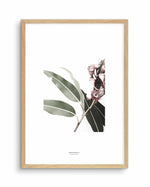 Eucalyptus III Art Print-PRINT-Olive et Oriel-Olive et Oriel-A4 | 8.3" x 11.7" | 21 x 29.7cm-Oak-With White Border-Buy-Australian-Art-Prints-Online-with-Olive-et-Oriel-Your-Artwork-Specialists-Austrailia-Decorate-With-Coastal-Photo-Wall-Art-Prints-From-Our-Beach-House-Artwork-Collection-Fine-Poster-and-Framed-Artwork