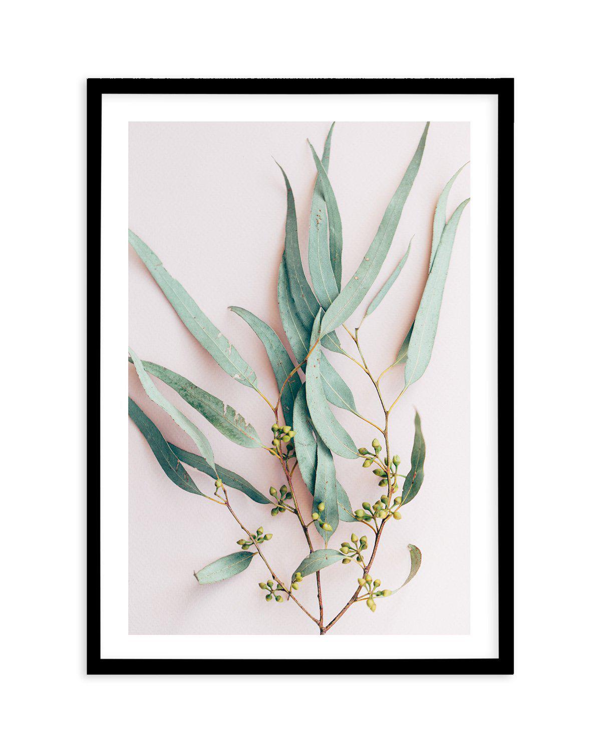 Eucalyptus on Blush Art Print-PRINT-Olive et Oriel-Olive et Oriel-A5 | 5.8" x 8.3" | 14.8 x 21cm-Black-With White Border-Buy-Australian-Art-Prints-Online-with-Olive-et-Oriel-Your-Artwork-Specialists-Austrailia-Decorate-With-Coastal-Photo-Wall-Art-Prints-From-Our-Beach-House-Artwork-Collection-Fine-Poster-and-Framed-Artwork