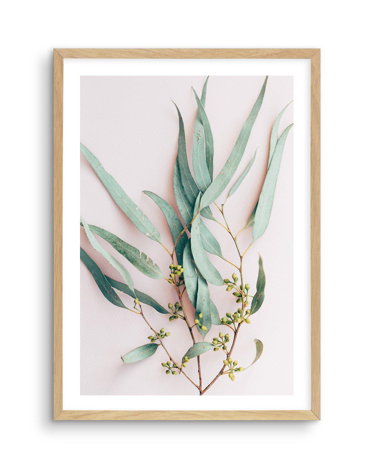 Eucalyptus on Blush Art Print-PRINT-Olive et Oriel-Olive et Oriel-A5 | 5.8" x 8.3" | 14.8 x 21cm-Oak-With White Border-Buy-Australian-Art-Prints-Online-with-Olive-et-Oriel-Your-Artwork-Specialists-Austrailia-Decorate-With-Coastal-Photo-Wall-Art-Prints-From-Our-Beach-House-Artwork-Collection-Fine-Poster-and-Framed-Artwork